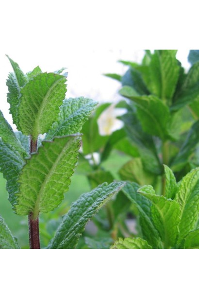  М`ята перцева Ментолова 